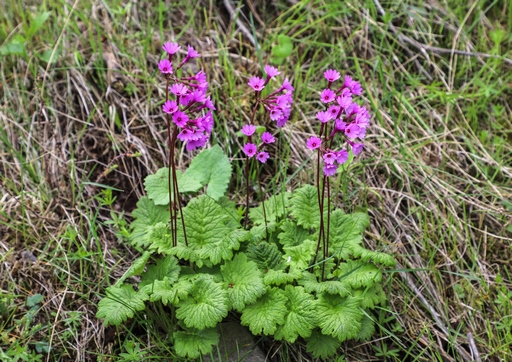 Primula kaufmanniana